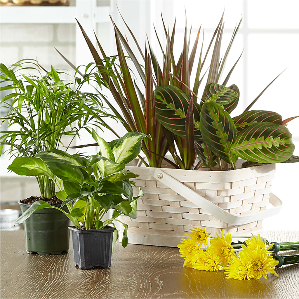 Florist Designed Blooming and Green Plants in a Basket – Tda Balloons, Taylors SC