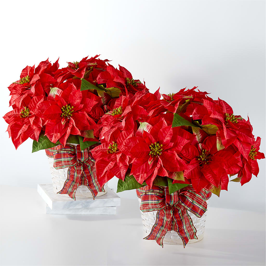 Happiest Holidays Poinsettia Bundle – Tda Balloons, Taylors SC