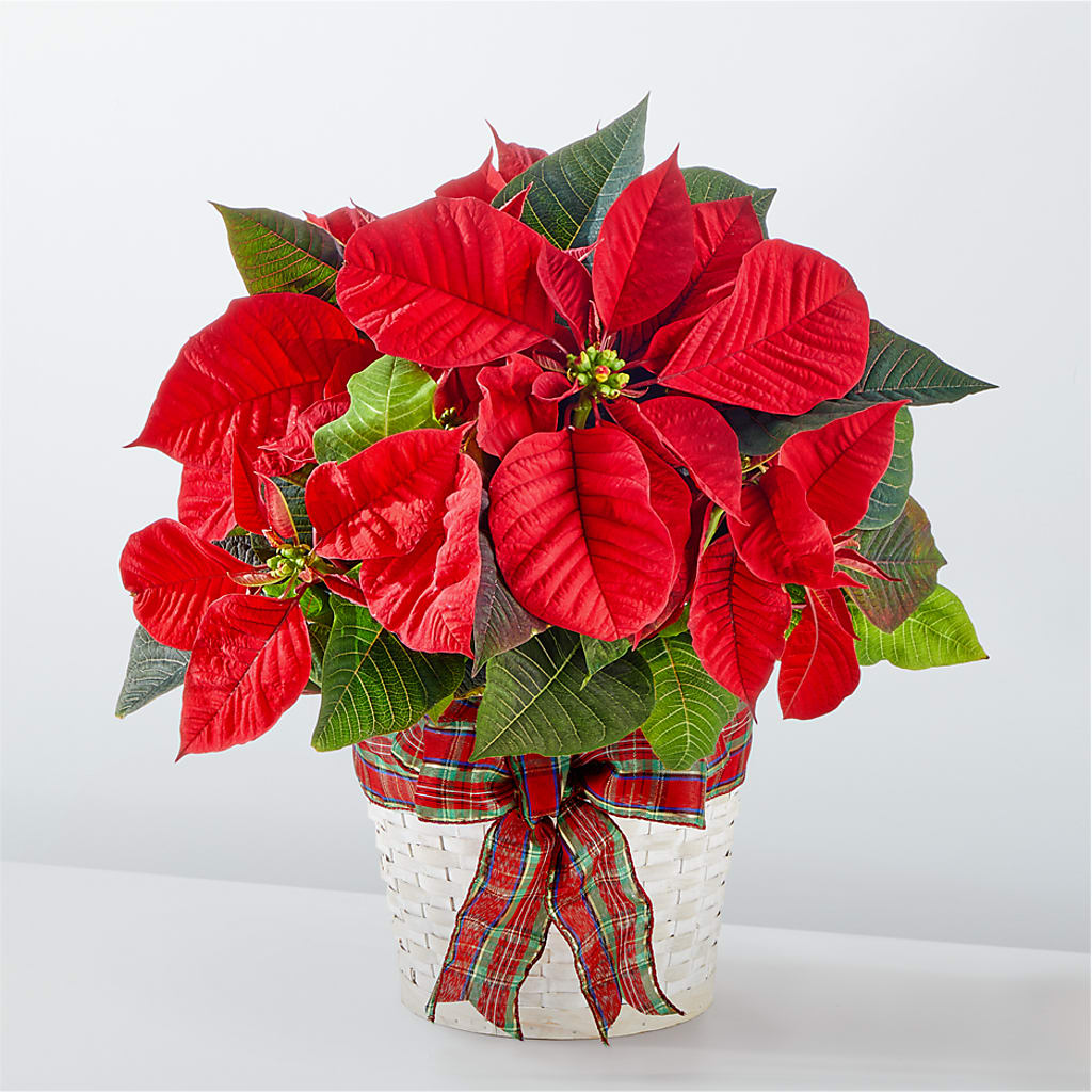 Happiest Holidays Poinsettia – Tda Balloons, Taylors SC