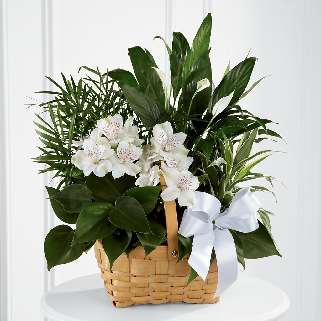 Peace & Serenity Dishgarden – Tda Balloons, Taylors SC