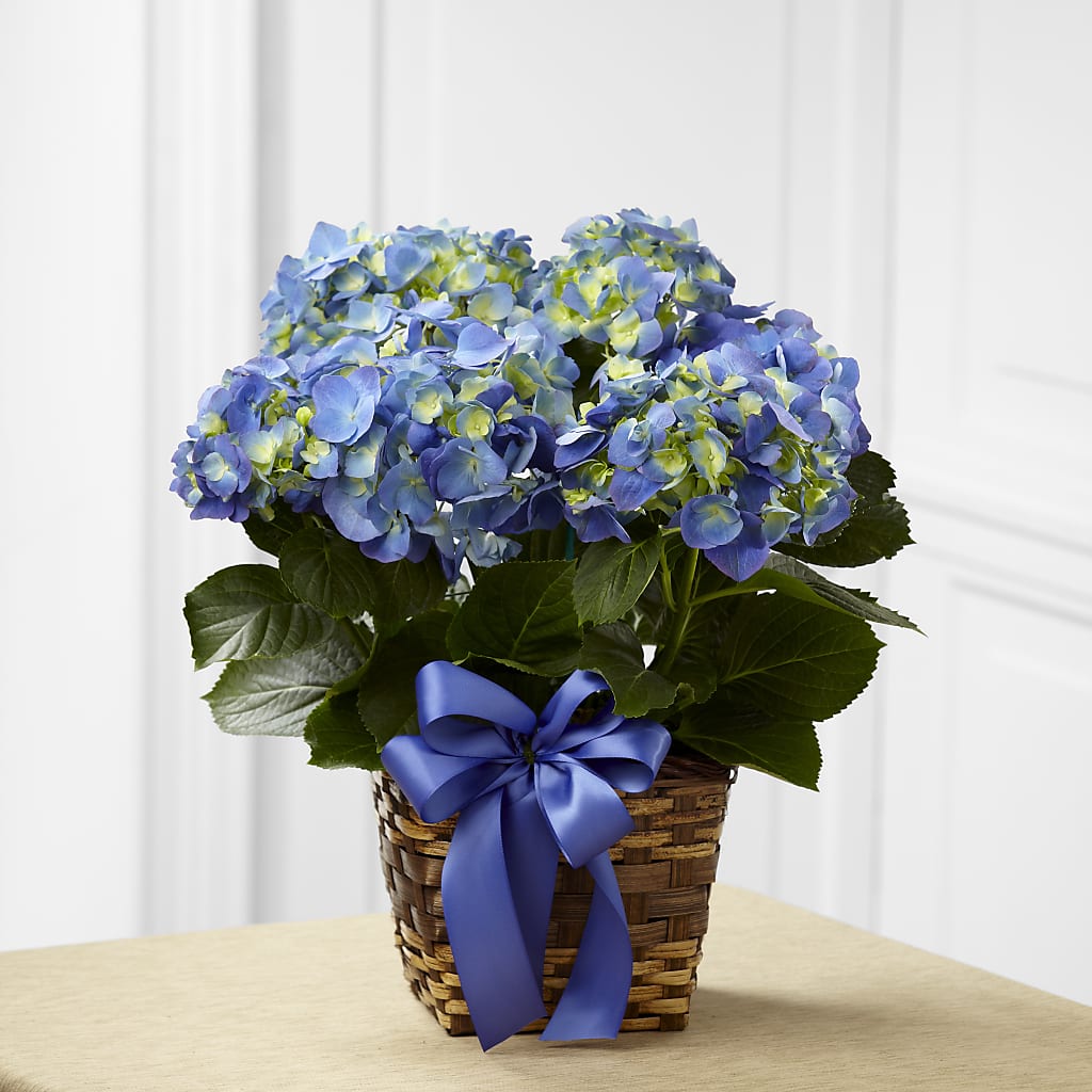 Blue Hydrangea Planter – Tda Balloons, Taylors SC