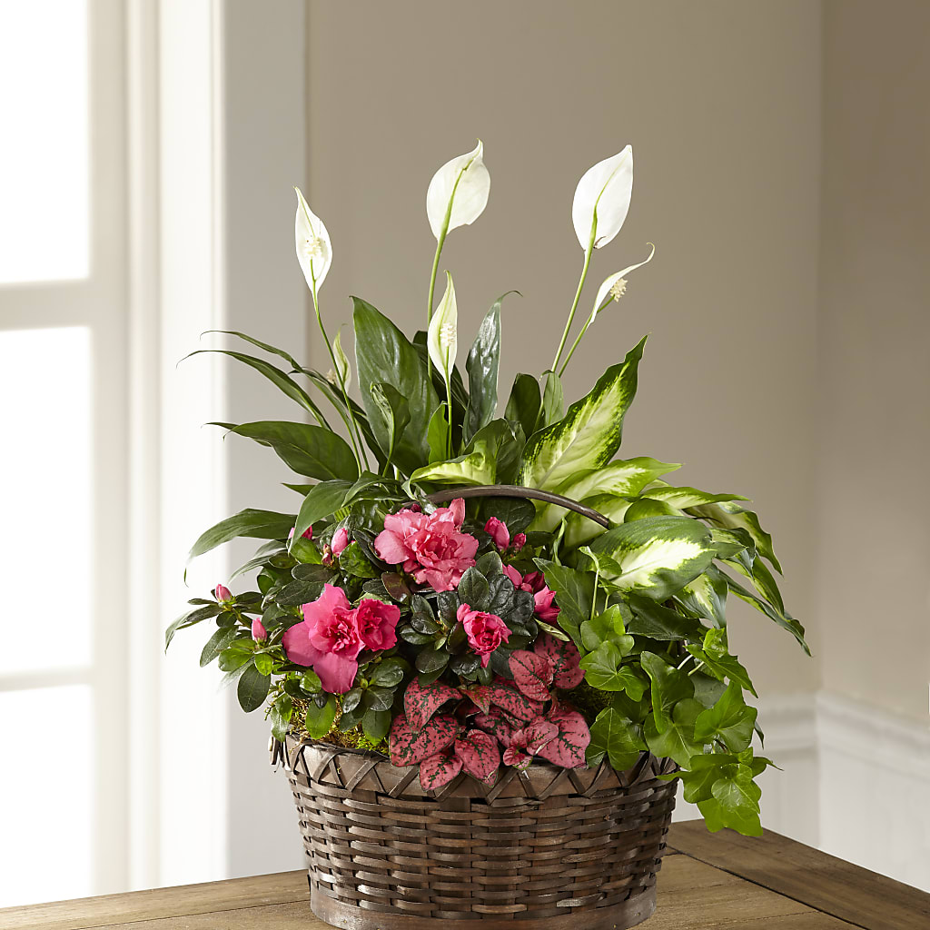 Dream in Pink Dishgarden – Tda Balloons, Taylors SC