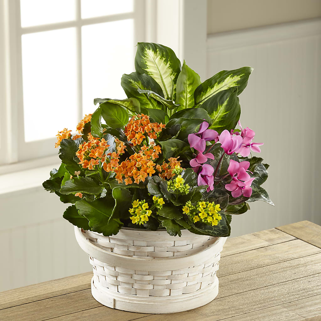 Color Crush Dishgarden – Tda Balloons, Taylors SC
