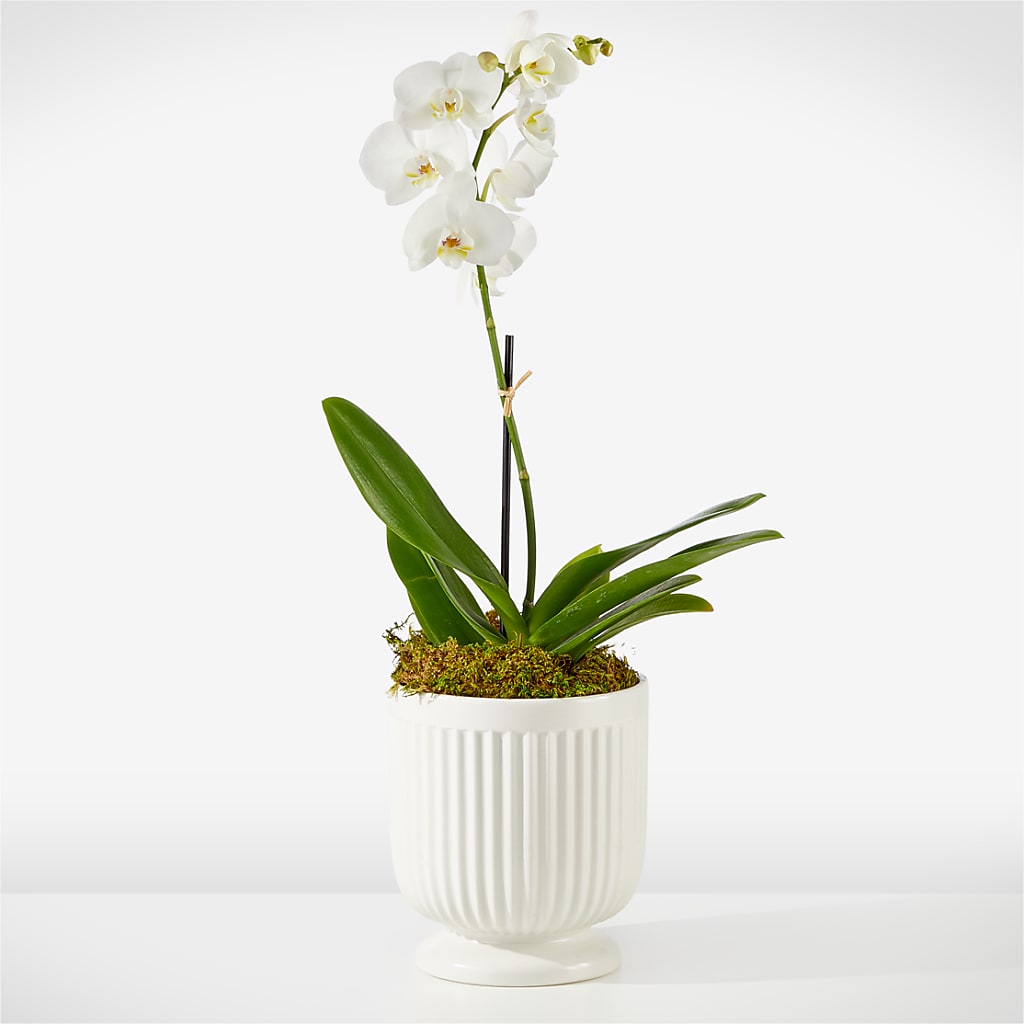Whispering White Orchid – Tda Balloons, Taylors SC