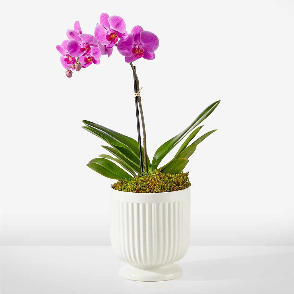 Friendly Fuchsia Orchid – Tda Balloons, Taylors SC