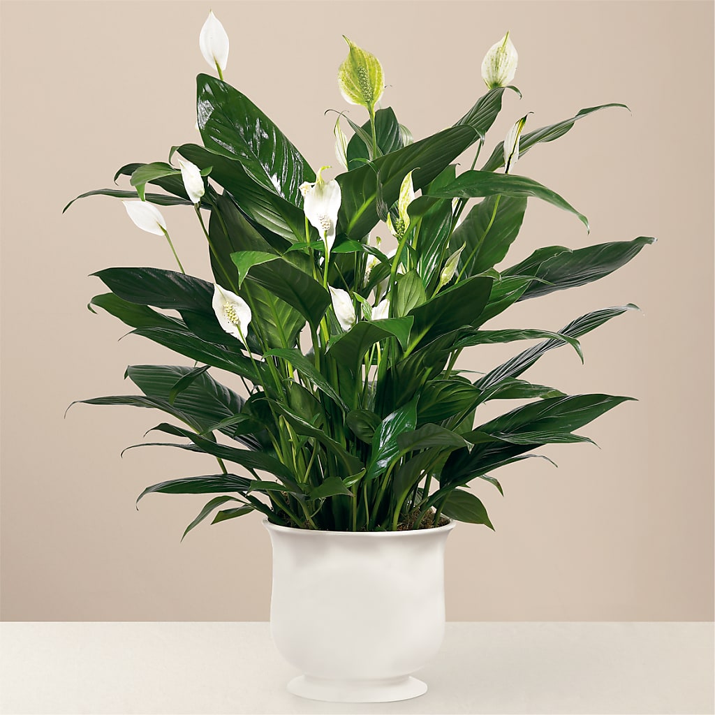 Comfort Planter – Tda Balloons, Taylors SC