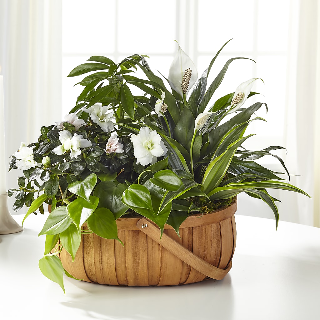 Serene Dishgarden – Tda Balloons, Taylors SC