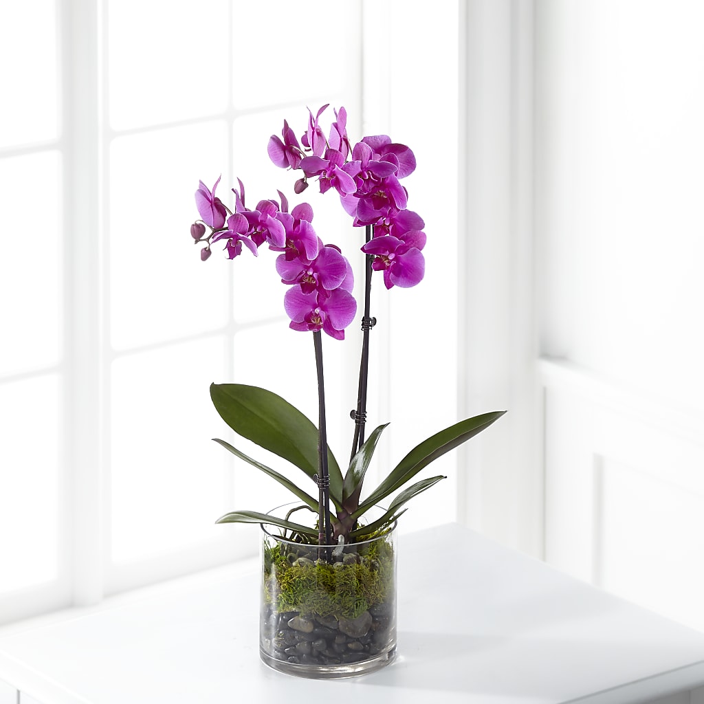 Pink Orchid Plant – Tda Balloons, Taylors SC