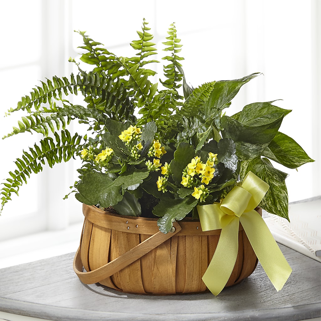 Always Dear Dishgarden – Tda Balloons, Taylors SC