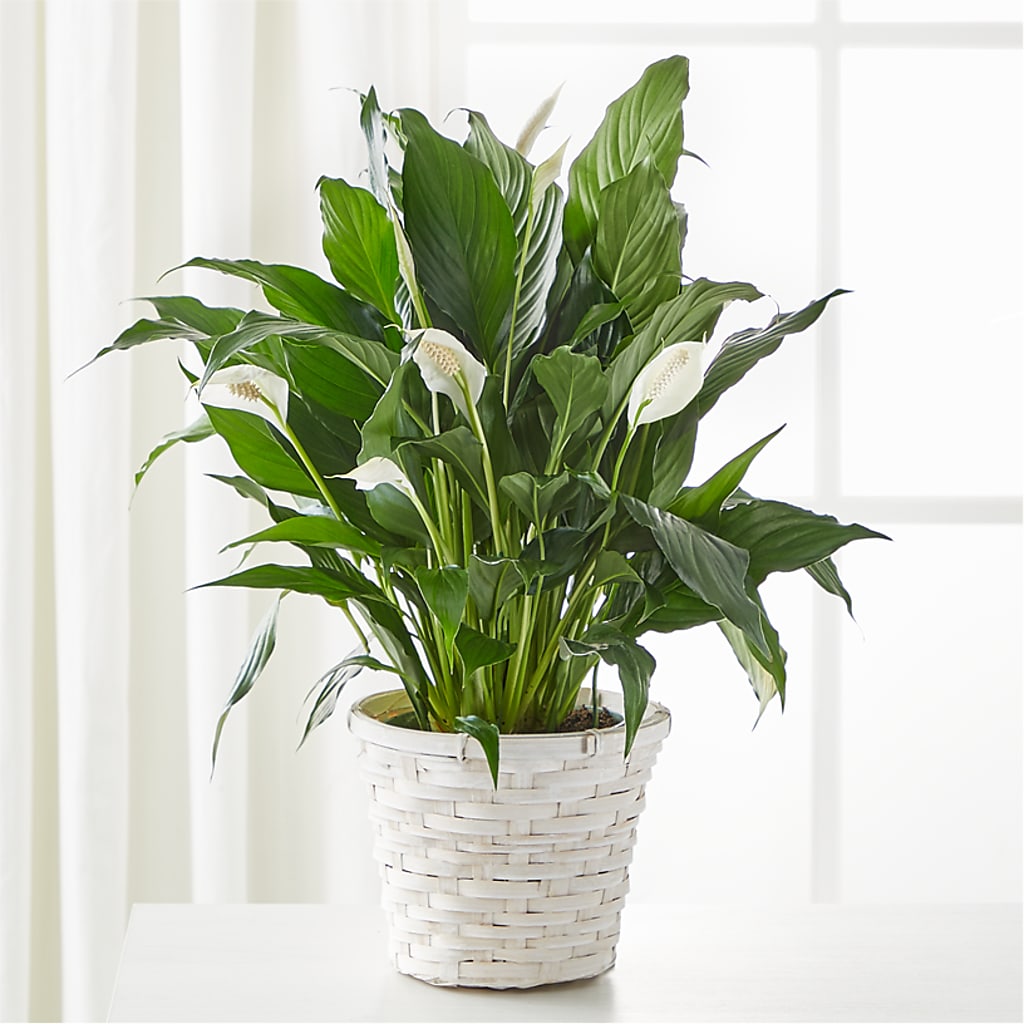 A New Leaf Peace Lily – Tda Balloons, Taylors SC