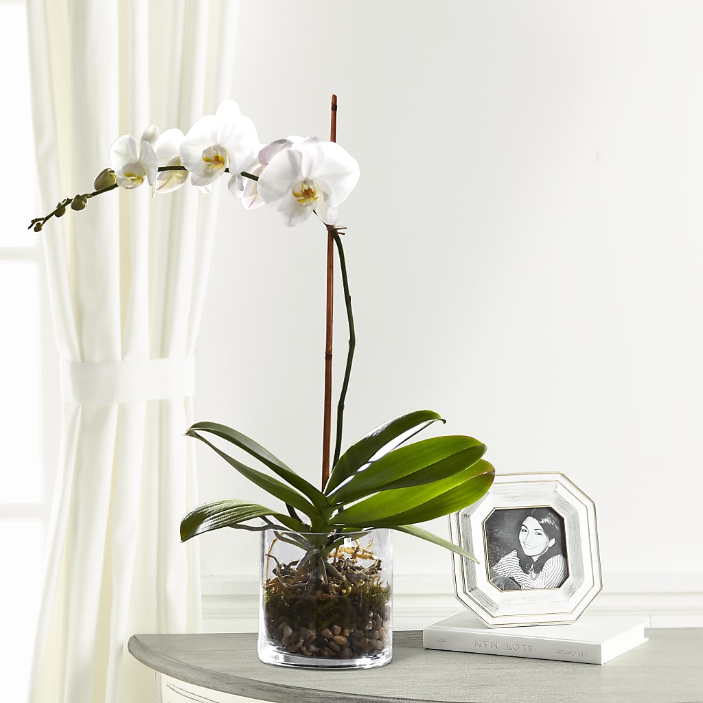 White Orchid Planter – Tda Balloons, Taylors SC