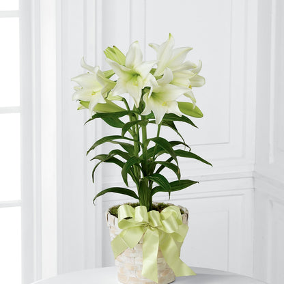 Easter Lily Plant –  Tda Balloons, Taylors SC