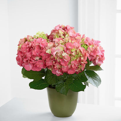 Pink Hydrangea Planter –  Tda Balloons, Taylors SC