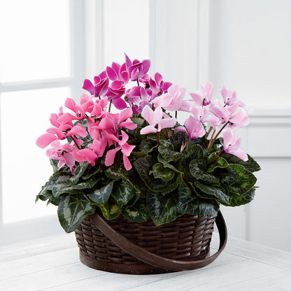 Mixed Cyclamen Planter –  Tda Balloons, Taylors SC