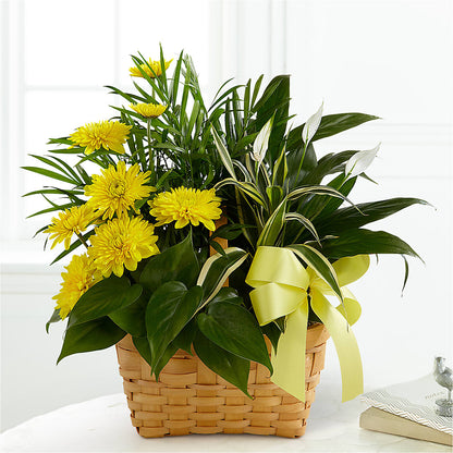 Loving Light Dishgarden –  Tda Balloons, Taylors SC