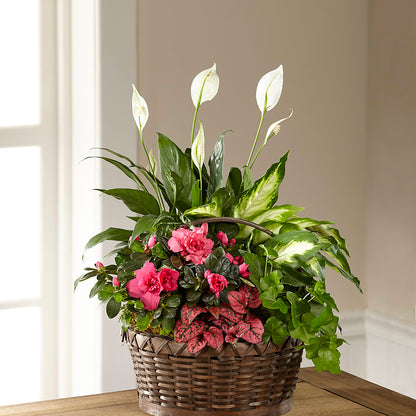 Dream in Pink Dishgarden –  Tda Balloons, Taylors SC