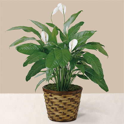 Tranquil Moments Peace Lily Plant –  Tda Balloons, Taylors SC