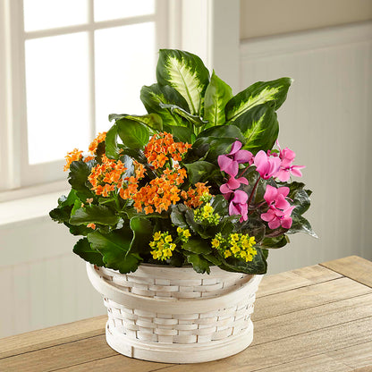 Color Crush Dishgarden –  Tda Balloons, Taylors SC