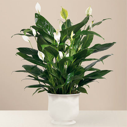 Comfort Planter –  Tda Balloons, Taylors SC