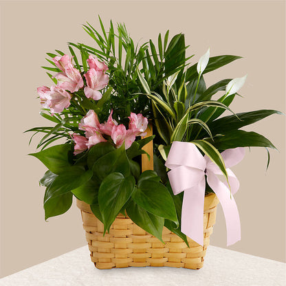 Living Spirit Dishgarden –  Tda Balloons, Taylors SC