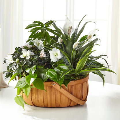 Serene Dishgarden –  Tda Balloons, Taylors SC