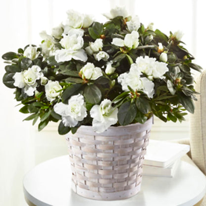 White Azalea Plant –  Tda Balloons, Taylors SC