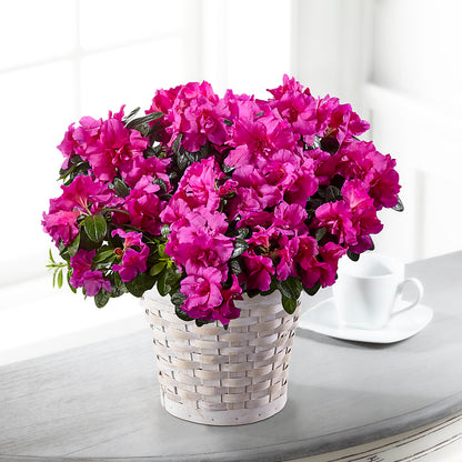 Hope & Serenity Azalea Plant –  Tda Balloons, Taylors SC