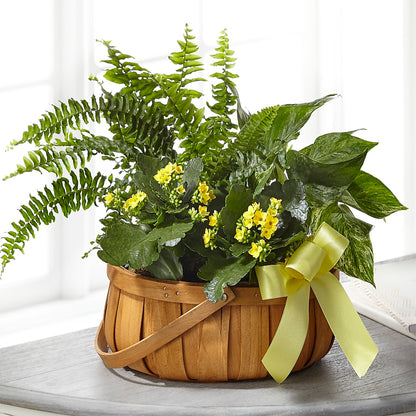 Always Dear Dishgarden –  Tda Balloons, Taylors SC