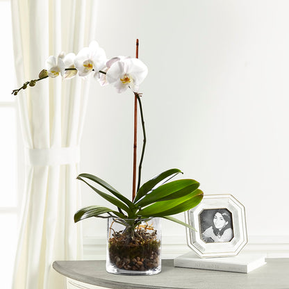 White Orchid Planter –  Tda Balloons, Taylors SC